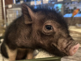 マイクロミニブタ♀　福島店販売