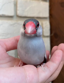 シルバー文鳥　福島店　販売