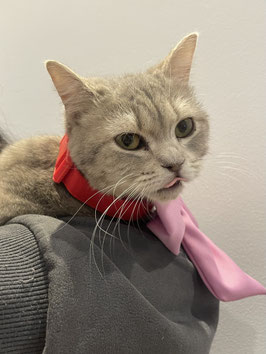 スコティッシュフォールド　販売　仙台泉店