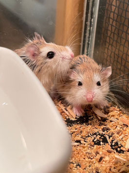 ロボロフスキーハムスター　仙台EBeanS店　販売