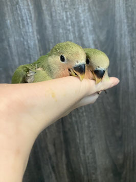 コザクラインコ　ノーマル　雛　新潟店　販売