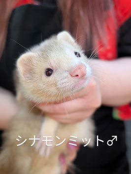 マーシャルフェレット　シナモンミット　ベビー　オス　盛岡店　販売