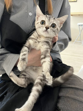 スコティッシュフォールド　ベビー販売　新潟店