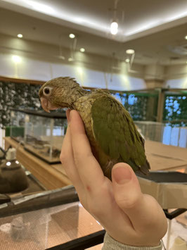 ウロコインコ　シナモン　秋田中央店　販売