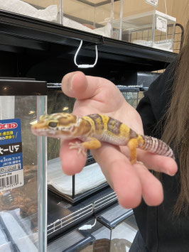 レオパードゲッコー　パターンレスアルビノhetエクリプス　仙台ズーモア店　販売