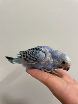 セキセイインコ　オパーリンブルー　仙台泉店販売