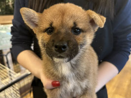 柴犬♀販売　福島店
