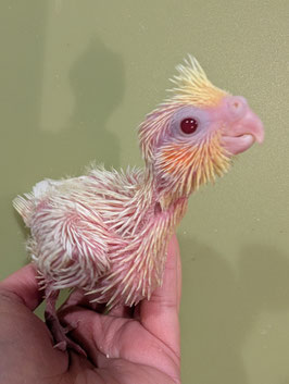 オカメインコ　ルチノー　雛　盛岡店　販売