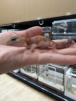 ニシアフリカトカゲモドキ　アメラニ　仙台ズーモア店　販売