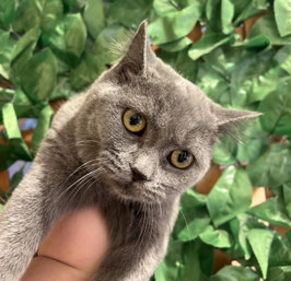 スコティッシュフォールド　販売　秋田中央店