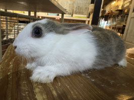 ミニウサギ♀　盛岡店販売