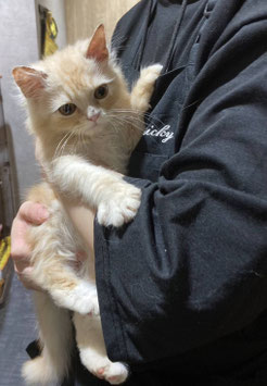 スコティッシュフォールド販売　秋田店