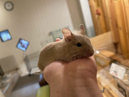 デグー　サンド　べビー　仙台EBeanS店　販売