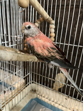 アキクサインコ　ローズ　仙台店　販売