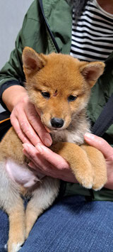 柴犬　ベビー販売　八戸店