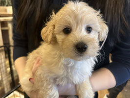 マルプー♂　福島店販売