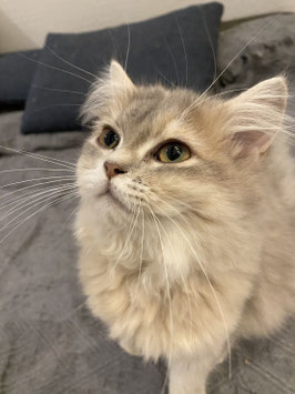 佐藤様専用カート　ラガマフィン　ベビー販売　仙台泉店　販売