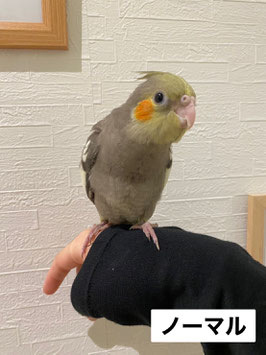 オカメインコ　ノーマル　雛　仙台泉店　販売