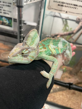 エボシカメレオン　オス　仙台泉店　販売