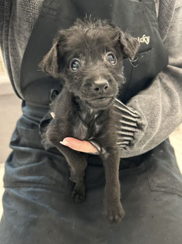 MIX犬　ベビー販売　新潟店