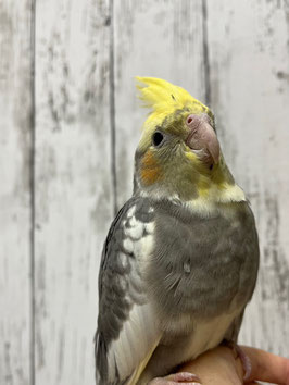オカメインコパイド　仙台店販売