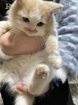 スコティッシュフォールド　ベビー販売　秋田店