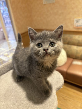 ブリティッシュショートヘアー　ベビー販売　秋田イオン中央店