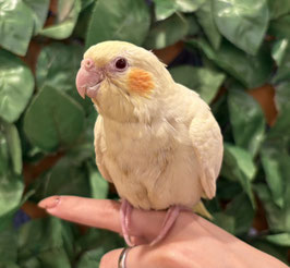 オカメインコ　ルチノー　秋田イオン中央店販売