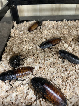 マダガスカルオオゴキブリ　栃木店販売