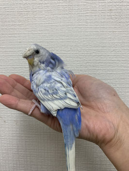 羽衣セキセイインコ　ブルースパングル　栃木店　販売