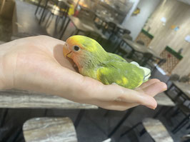 コザクラインコ　ライトグリーンパイド　雛　秋田店　販売