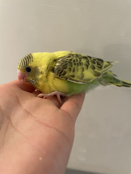 セキセイインコ　黄ハルクイン　仙台泉店　販売