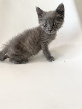 スコティッシュフォールド♂　新潟店販売