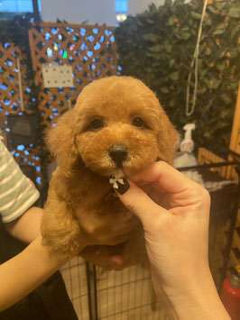 トイプードル♂　盛岡店販売