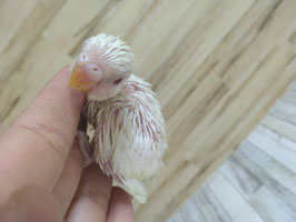 セキセイインコ③　雛　栃木店　販売