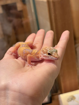レオパードゲッコー　ベビー　パターンレスアルビノhetエクリプス　仙台EBeanS店　販売