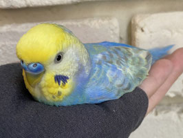 セキセイインコレインボー　福島店　販売
