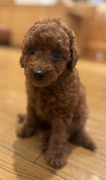 犬ハーフ　ベビー販売　秋田イオン中央店