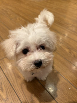 ハーフ犬　ベビー販売　秋田イオン中央店