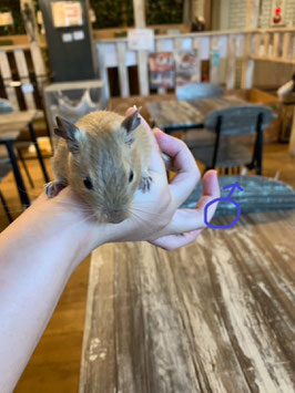 デグー　サンド　オス　福島店　販売