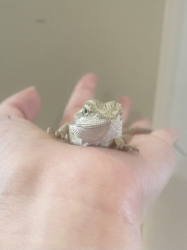 フトアゴヒゲトカゲベビー　新潟店　販売