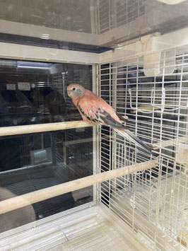 アキクサインコ　ローズ　仙台ズーモア店　販売