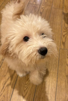 ハーフ犬　ベビー販売　秋田中央店