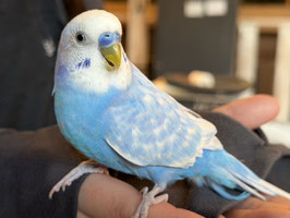 セキセイインコ⑩　福島店　販売
