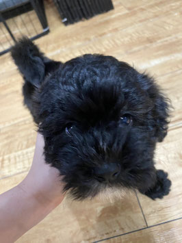 ビションプー♂　八戸店販売