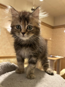 ラガマフィン　ベビー販売　秋田中央店