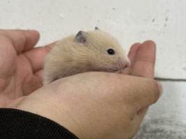 キンクマハムスター　栃木店　販売