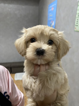 ハーフ犬　ベビー販売　八戸店