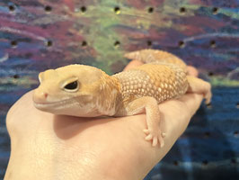 ニシアフリカトカゲモドキ　アルビノ　福島店　販売