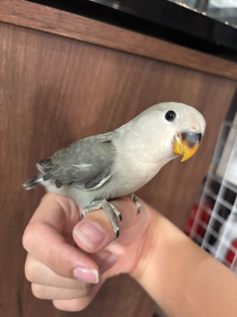 コザクラインコ　モーブ　仙台泉店　販売